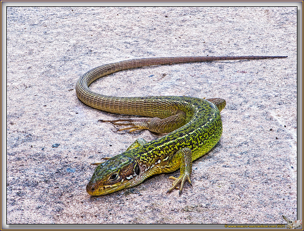 Lézard vert